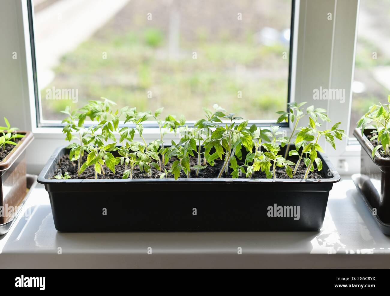Coltivare verdure fatte in casa su un davanzale Foto Stock