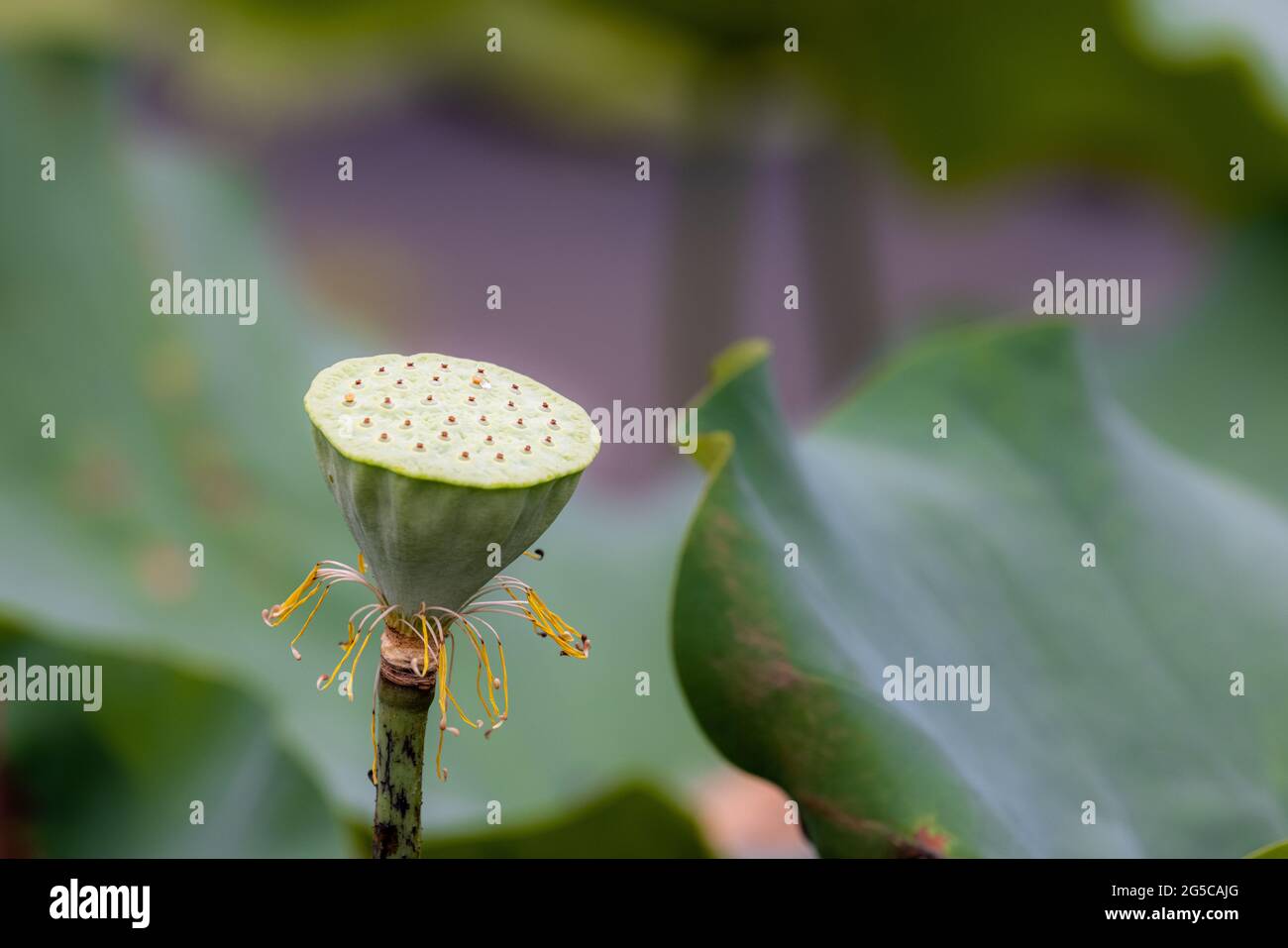 Loto con foglia verde dopo la pioggia Foto Stock