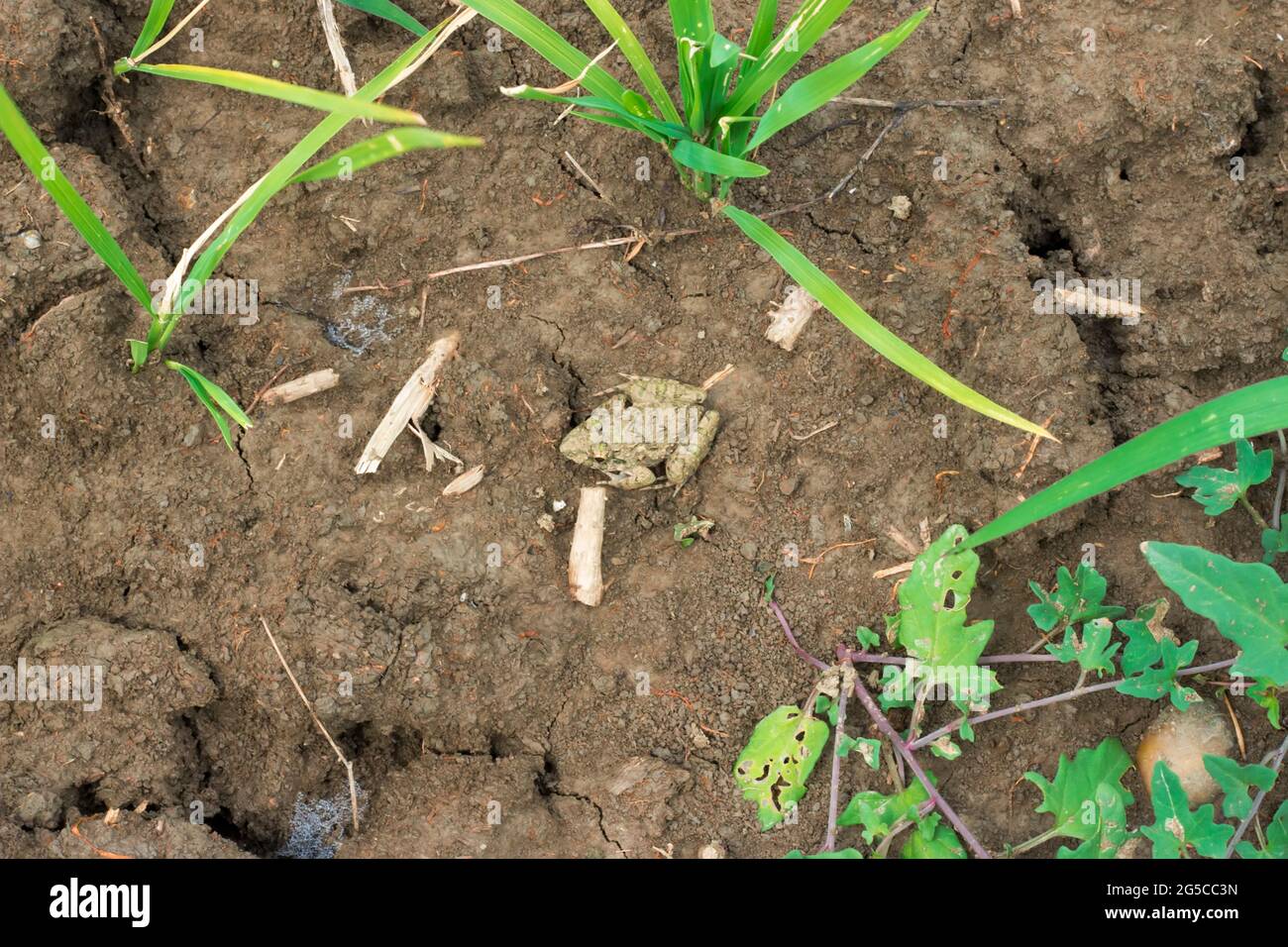 carta da parati vintage diventa una bella carta da parati astratta Foto Stock