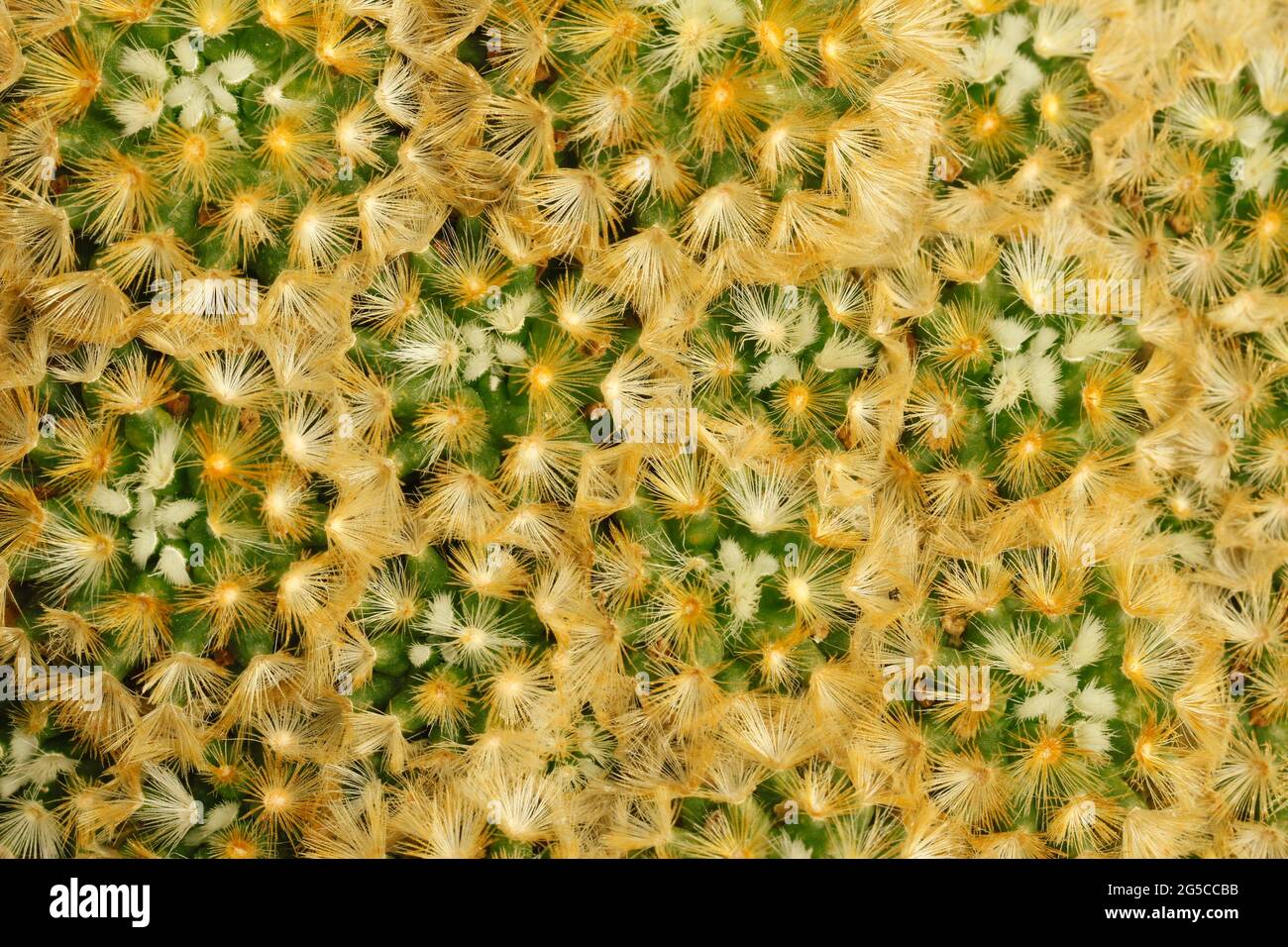 Struttura di un cactus. Mammillaria carmenae. Foto Stock