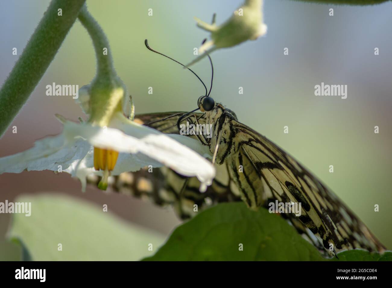 Papilio demoleo Butterfly. Conosciuta anche come farfalla di lime, farfalla di limone, coda di falce e coda di rondine a scacchi nella pianta brainjal. Foto Stock