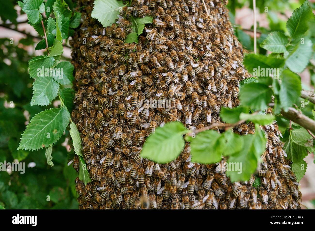 Colonia di api sciamed , Heinsberg, Renania Settentrionale-Vestfalia, Germania Foto Stock