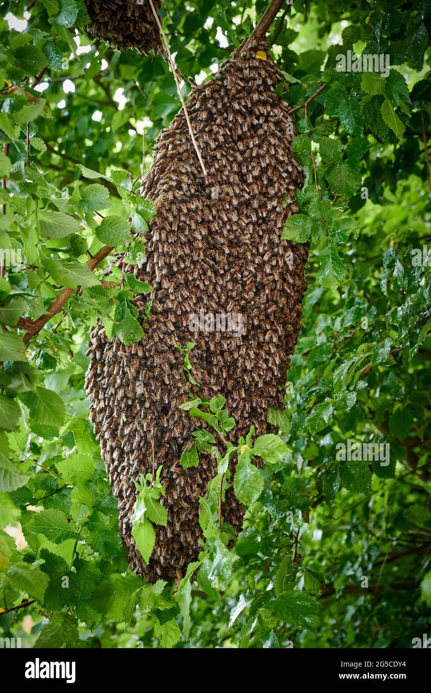 Colonia di api sciamed , Heinsberg, Renania Settentrionale-Vestfalia, Germania Foto Stock
