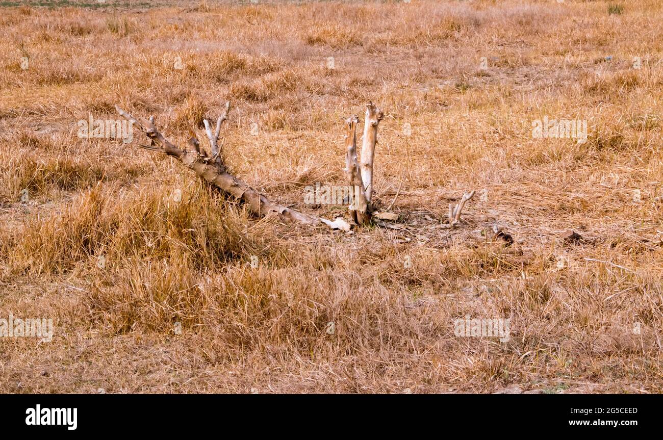 Il terreno è un rivestimento morbido e granulare della superficie terrestre Foto Stock
