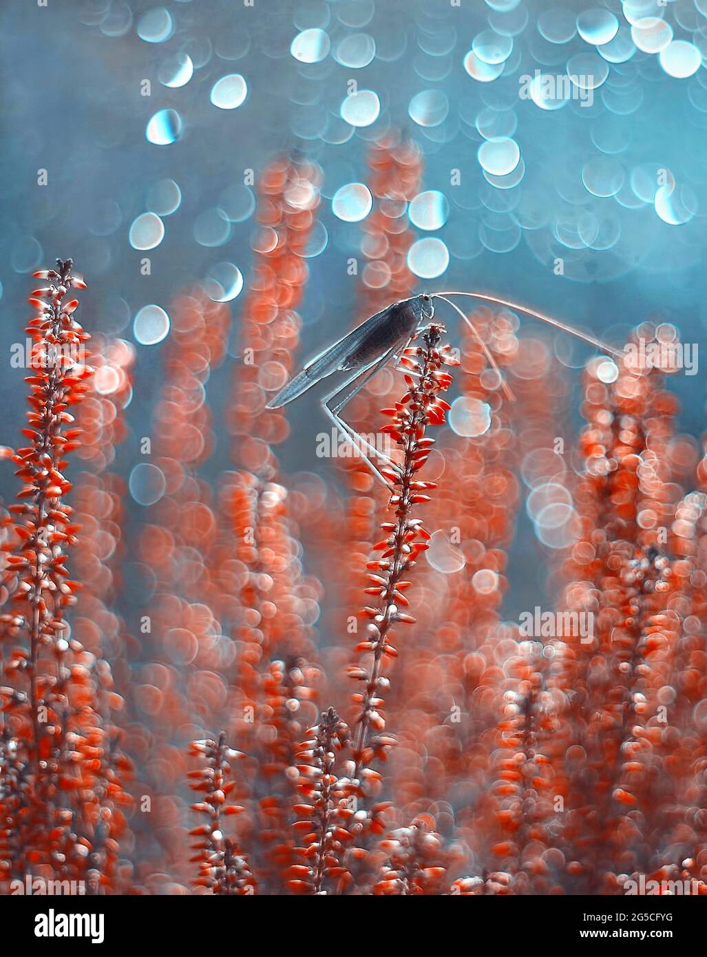Un gracshopper che oscilla su un gambo di erica (Calluna vulgaris) Foto Stock