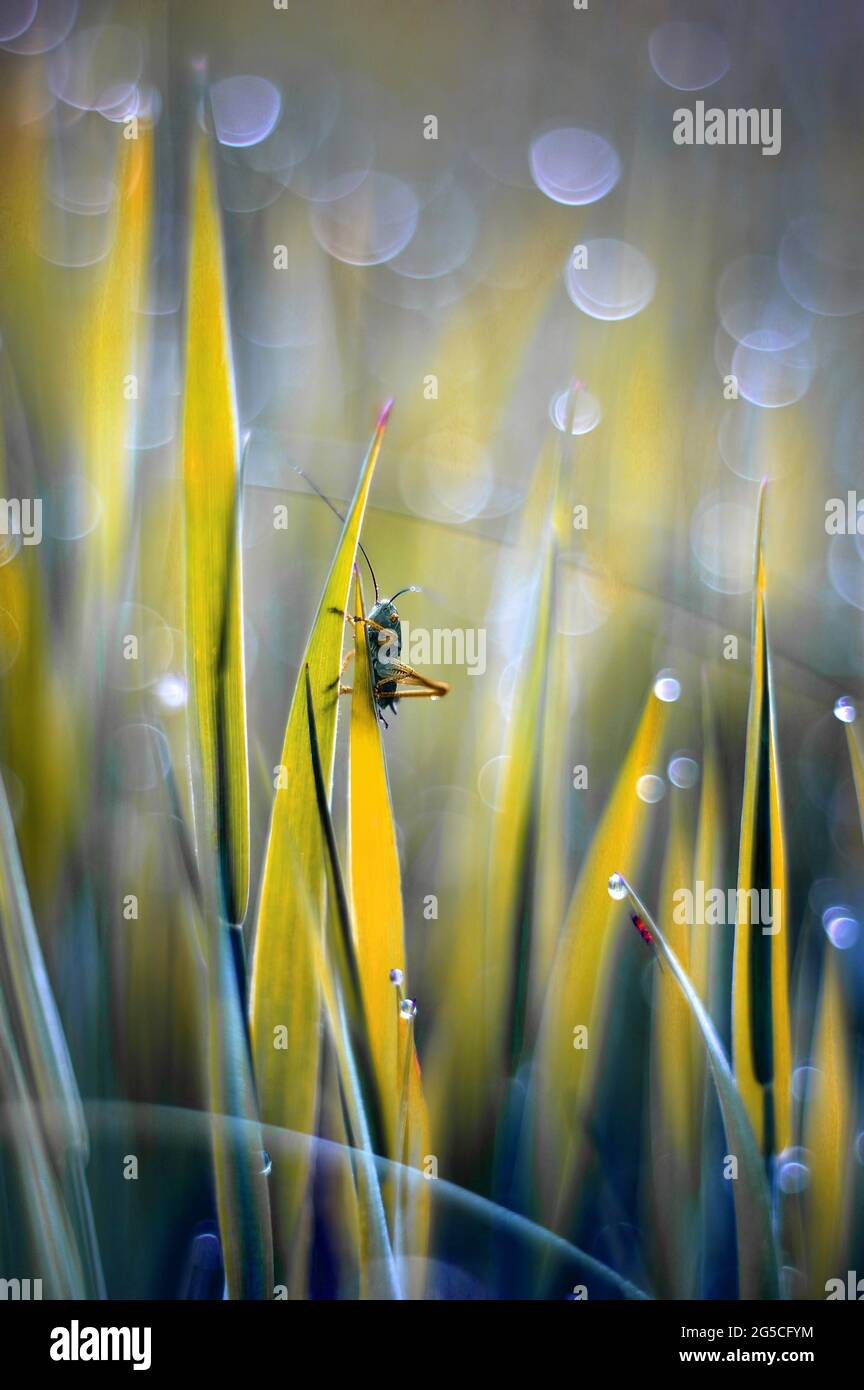 Un gracshopper nelle erbe Foto Stock