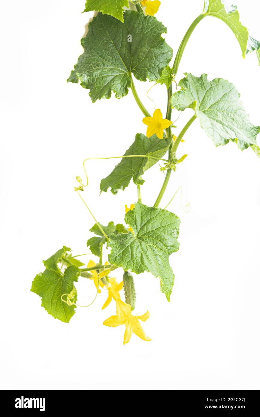 Pianta di cetriolo. Cetriolo con foglie e fiori isolati su sfondo bianco. Foto Stock