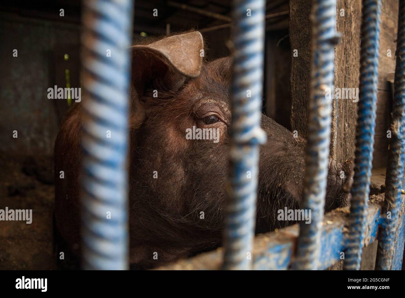lo sfortunato suino soffre intrappolato in una gabbia dietro le sbarre in una fattoria di carne. Maiali in una gabbia con i loro nasi rivolti verso la fotocamera. Foto Stock