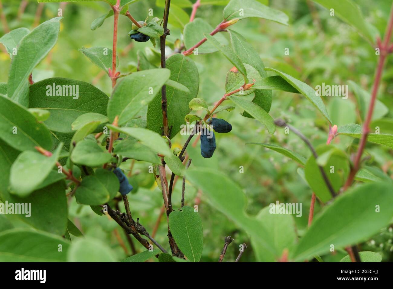 Raccolta. Bacche di miele mature che crescono sui rami di un cespuglio con foglie verdi. Messa a fuoco selettiva. Foto Stock