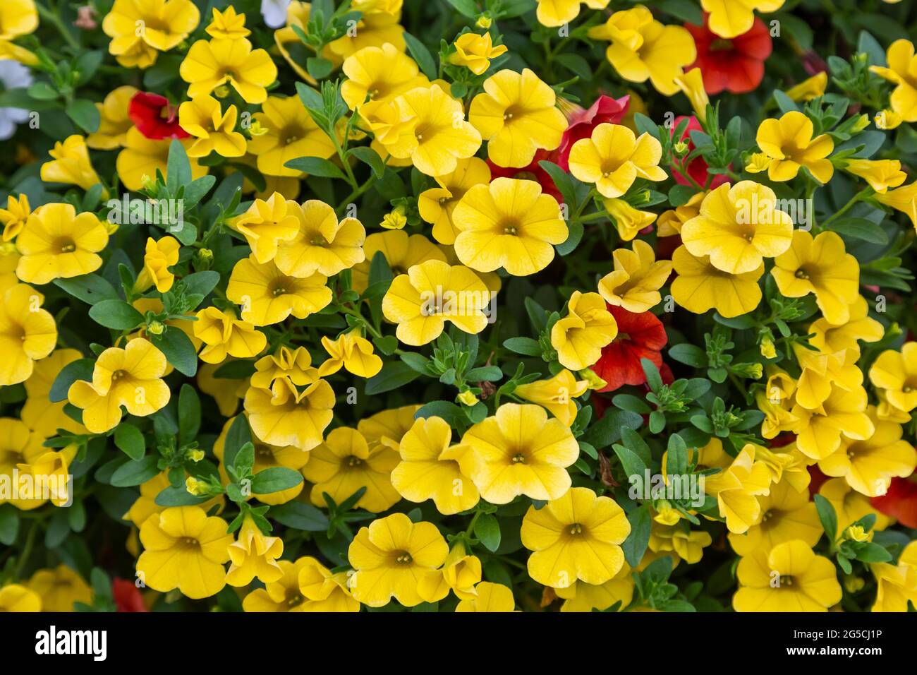 un primo piano di rosso e giallo milioni di fiori campane che crescono più spesso ogni giorno Foto Stock