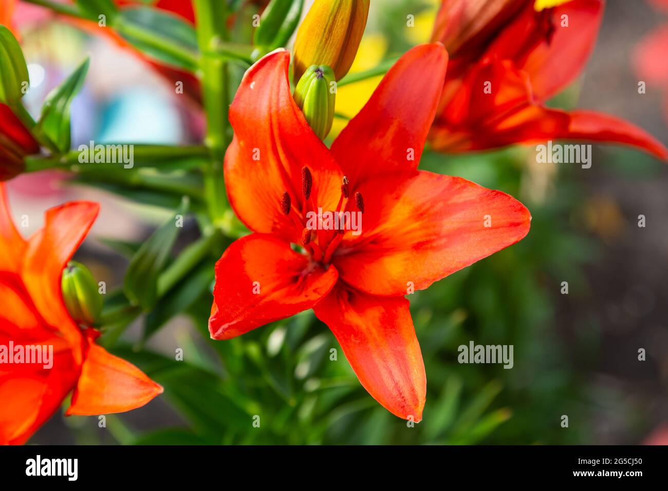 Una chiusura di un giglio rosso nel giardino fiorito Foto Stock
