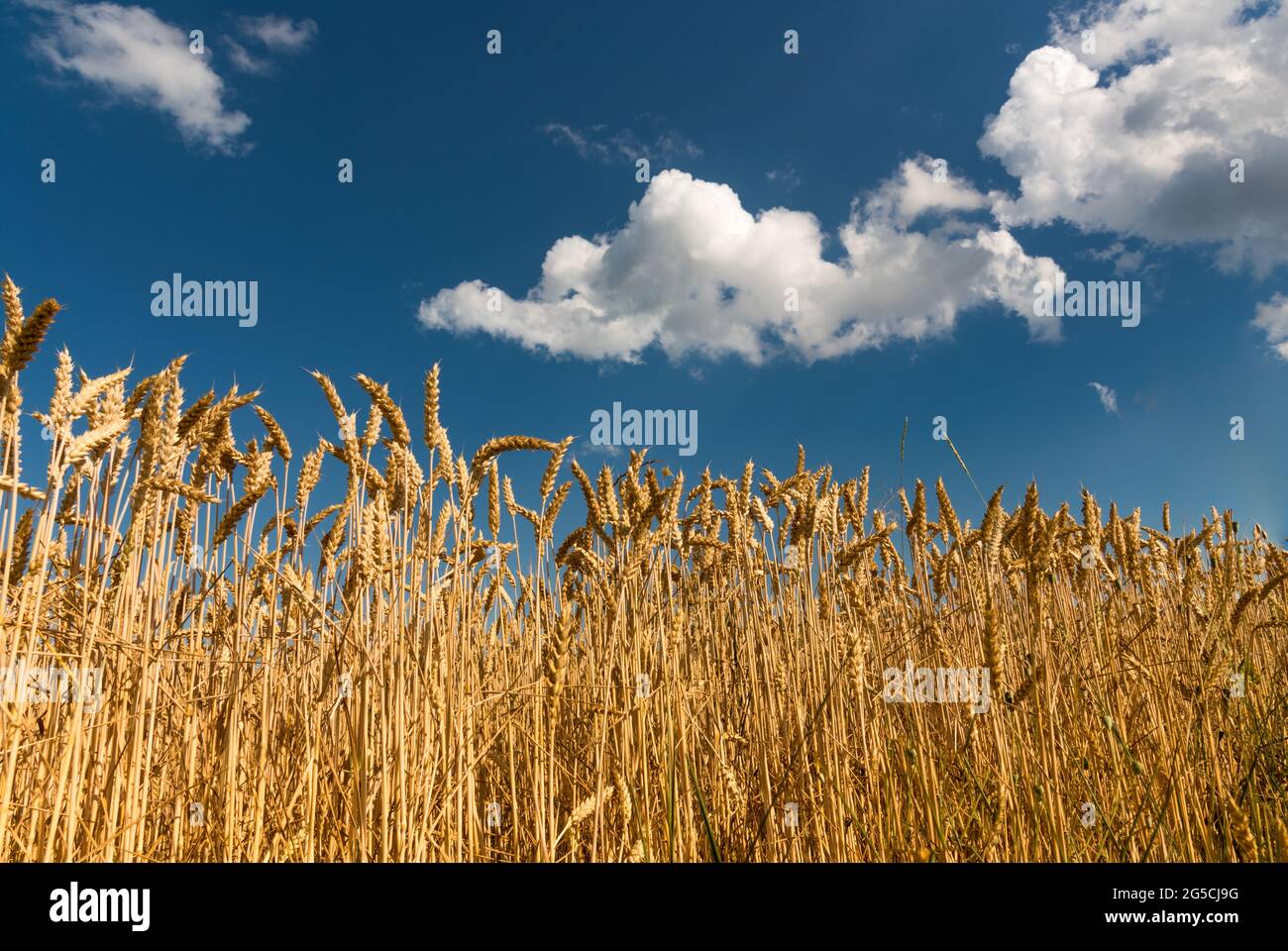 Paesaggio di campo di grano con punte mature sul cielo blu estivo Foto Stock