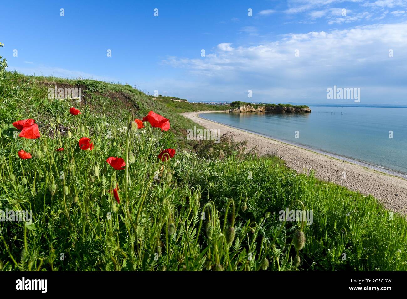 Mare delle rocce sulla costa di Kraimorie, regione di Burgas, Bulgaria. La bellissima spiaggia del mare nero con fiori di papavero selvaggi. Foto Stock