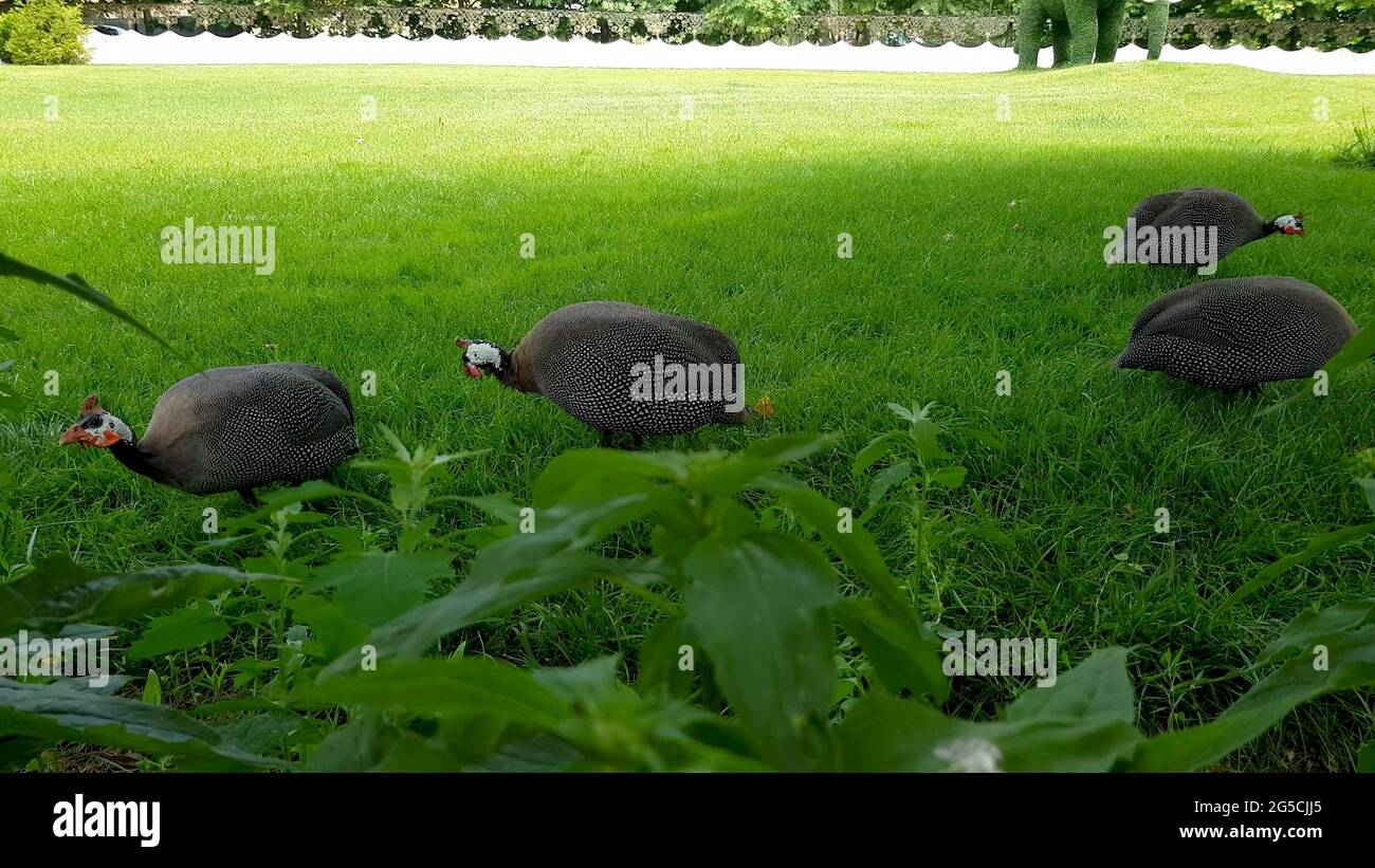 Guineafonlo o uccello guineafonlo che cammina a terra. È un corpo rotondo e una testa piccola. Il piumaggio del corpo è grigio-nero, a forma di filo con bianco. Foto Stock