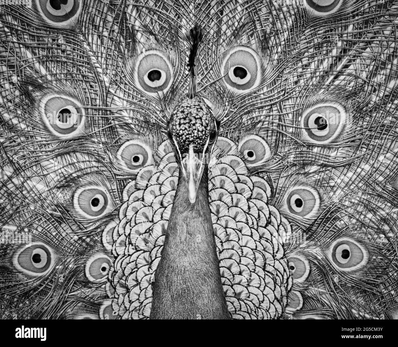 Ritratto di bel pavone con piume Foto Stock