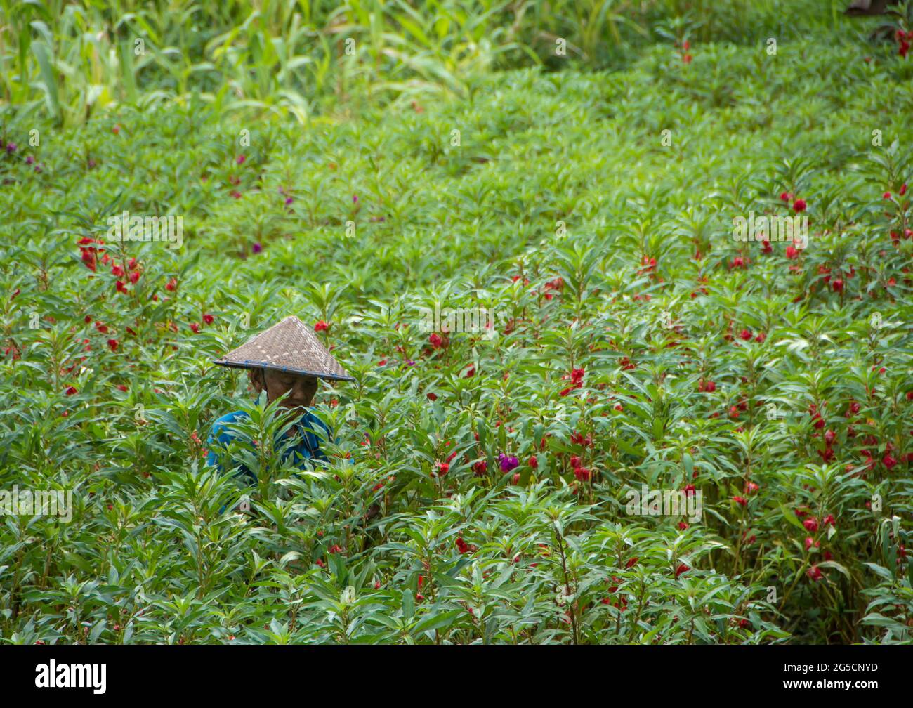 Donna anziana con cappello conico tra le piante di impaziens balsamina. Bali, Indonesia Foto Stock