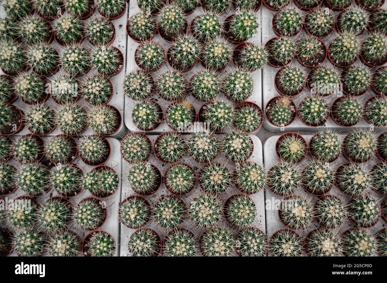 Un sacco di piccoli cactus rotondi con aghi gialli affilati in vasi di fiori. Vendita fioraio. Foto Stock