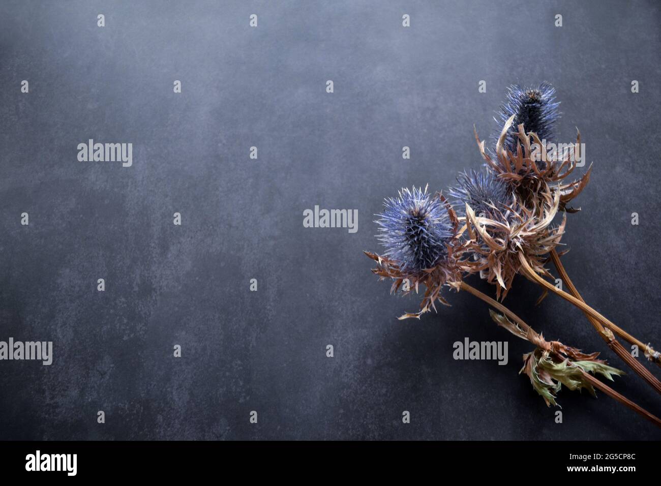 Fiori secchi della pianta azzurra della famiglia umbelliferae con fiori di prickly blu, steli marroni su fondo nero con spazio copia Foto Stock