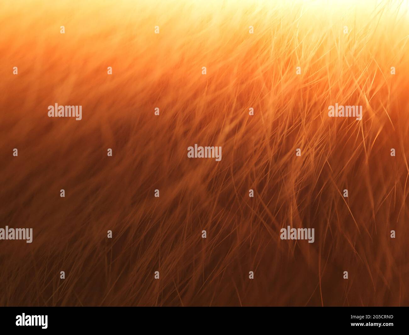 Astratto, sfondo rosso brillante. Pelliccia rossa incandescente, primo piano. Foto Stock