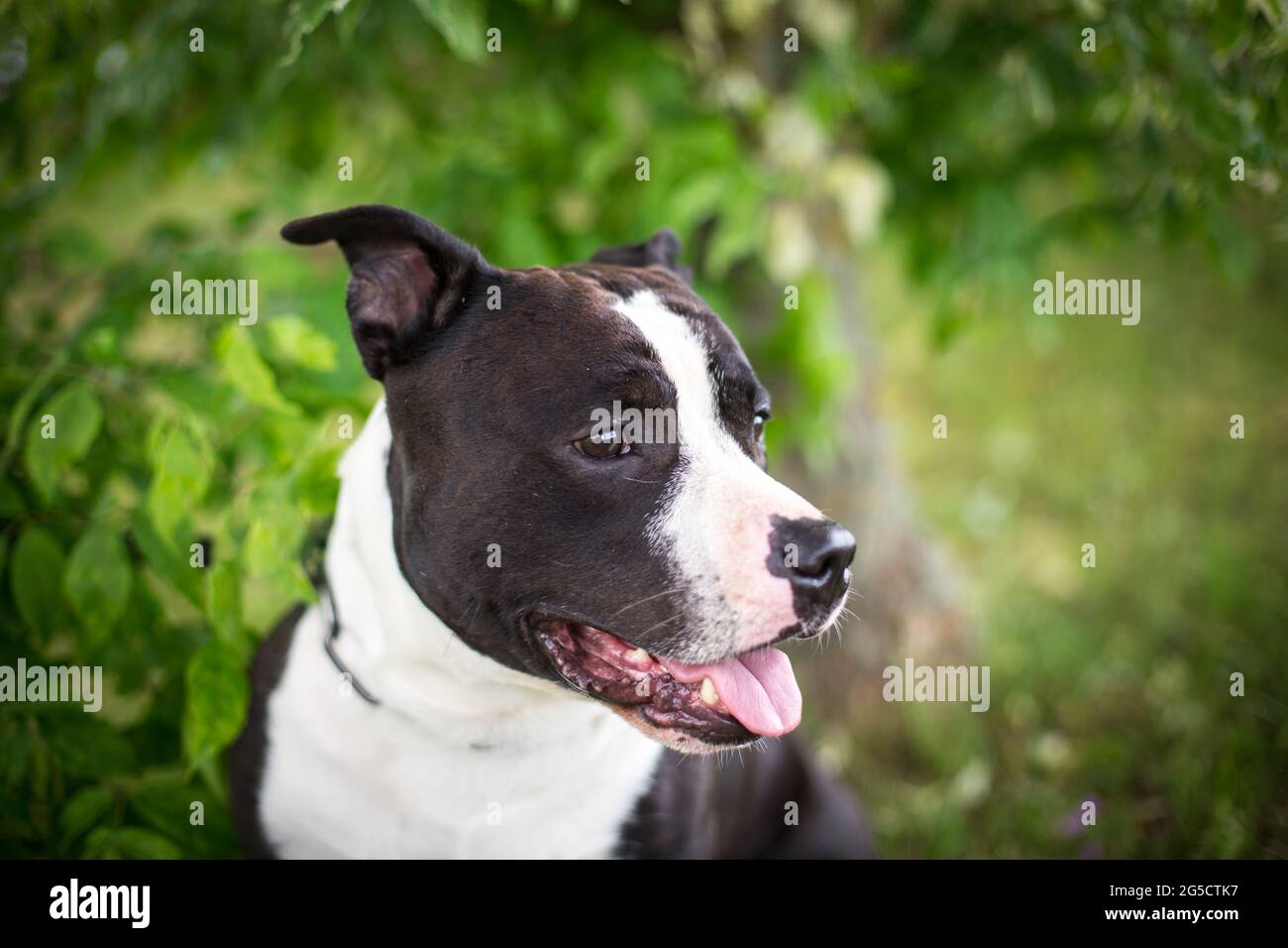 Bianco e nero americano Staffordshire Terrier Foto Stock