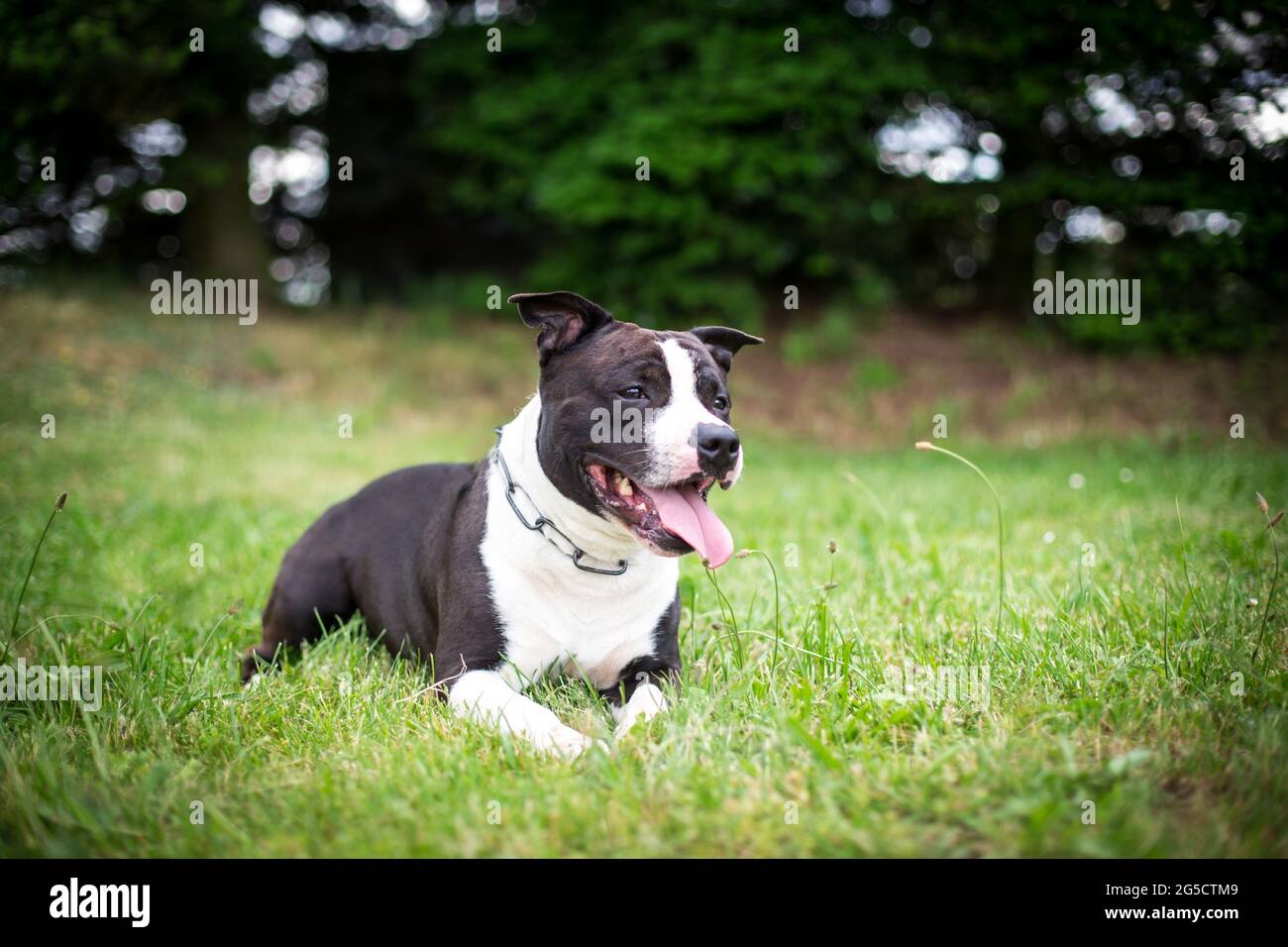 Bianco e nero americano Staffordshire Terrier Foto Stock
