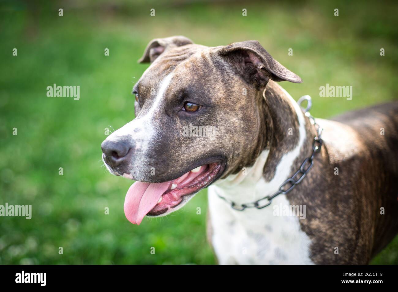 Brindle American Staffordshire Terrier Foto Stock