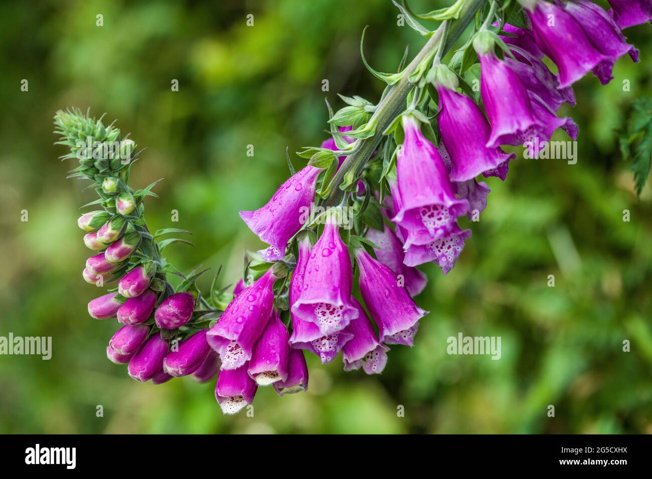 Primo piano dello stelo del guanto di volata - Digitalis purpurea - in un hedgerow Foto Stock