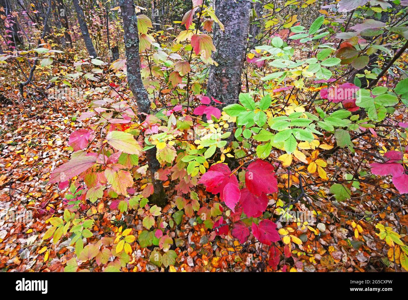 Foresta pavimento e colori autunnali, Alaska Foto Stock