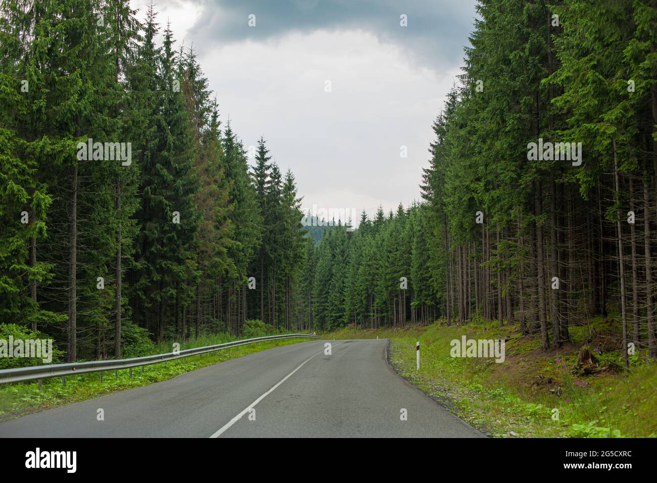 Auto strada nella pittoresca foresta di pini ad alta densità, tra i monti Karpaty Foto Stock