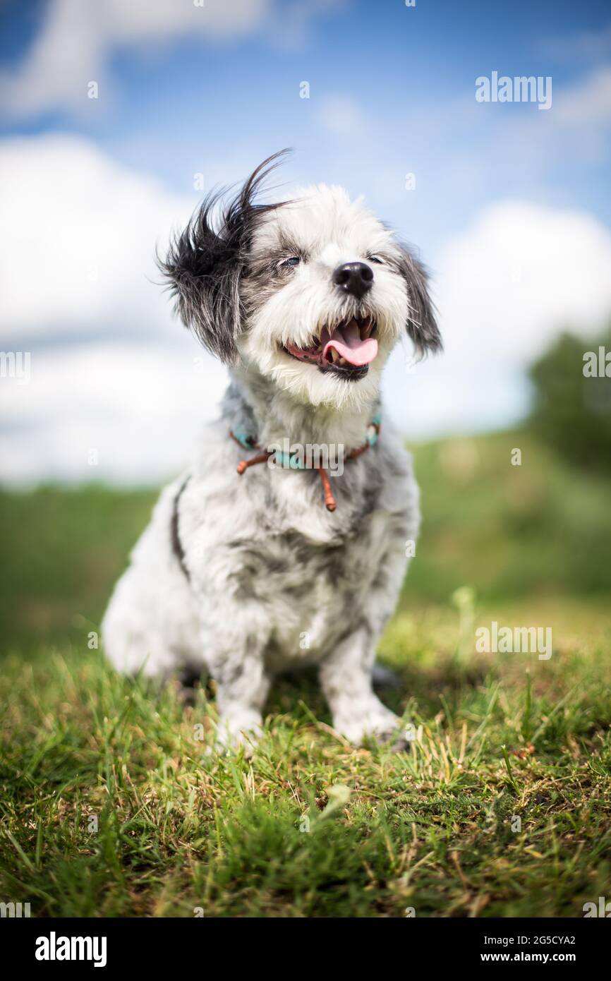 Cane meticcio Foto Stock