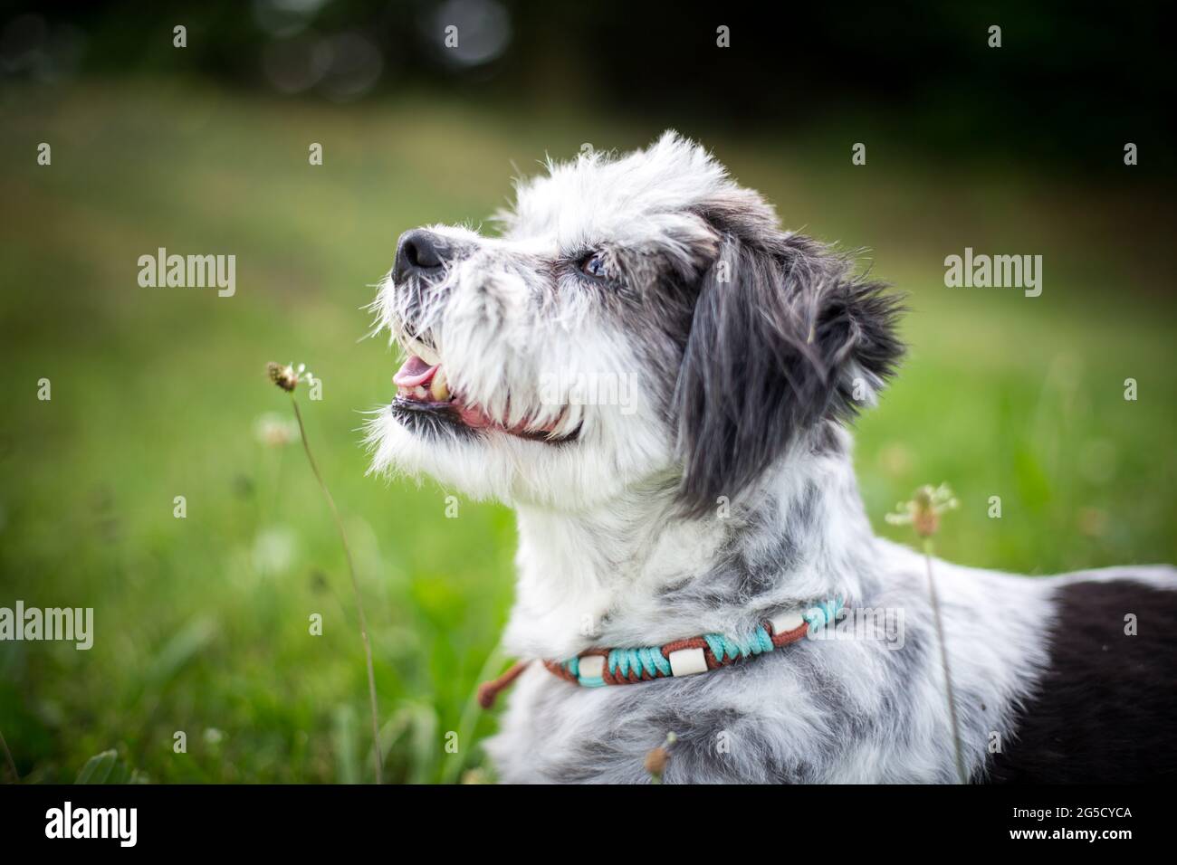 Cane meticcio Foto Stock