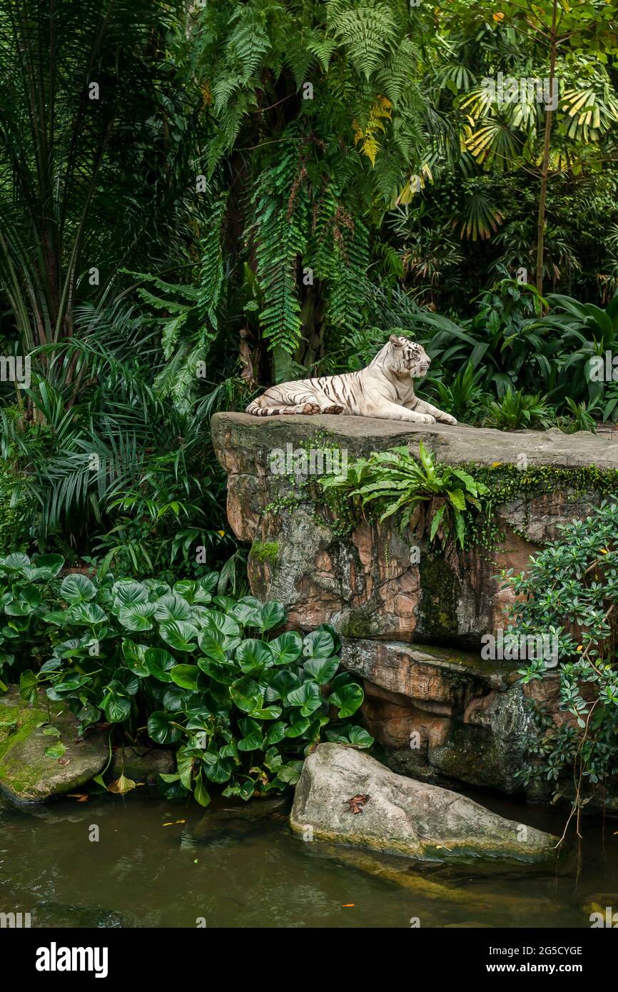 White Bengala Tiger riposante nel suo habitat naturale, Sunderban, West Bengala, India Foto Stock