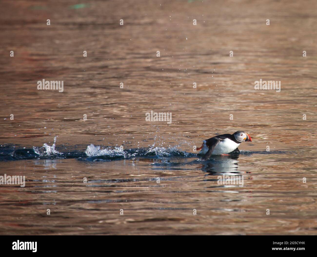 Atlantic Puffin o Common Puffin, Fratercola arctica che decade l'oceano Atlantico vicino a nord dell'area di Cape Dauphin di Cape Breton Island, NS, Canada Foto Stock