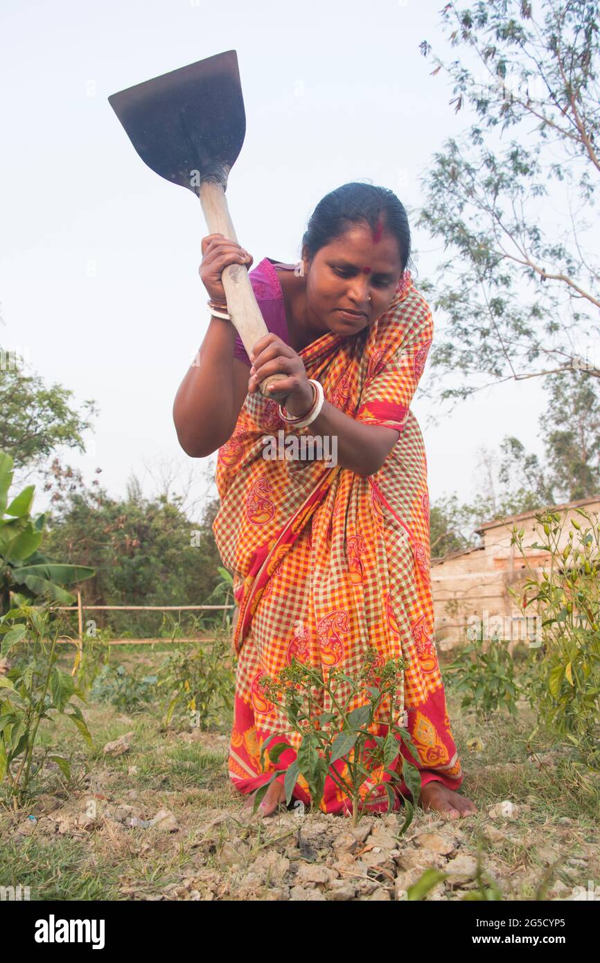 Coltivatore indiano di donna rurale che lavora in campo agricolo Foto Stock