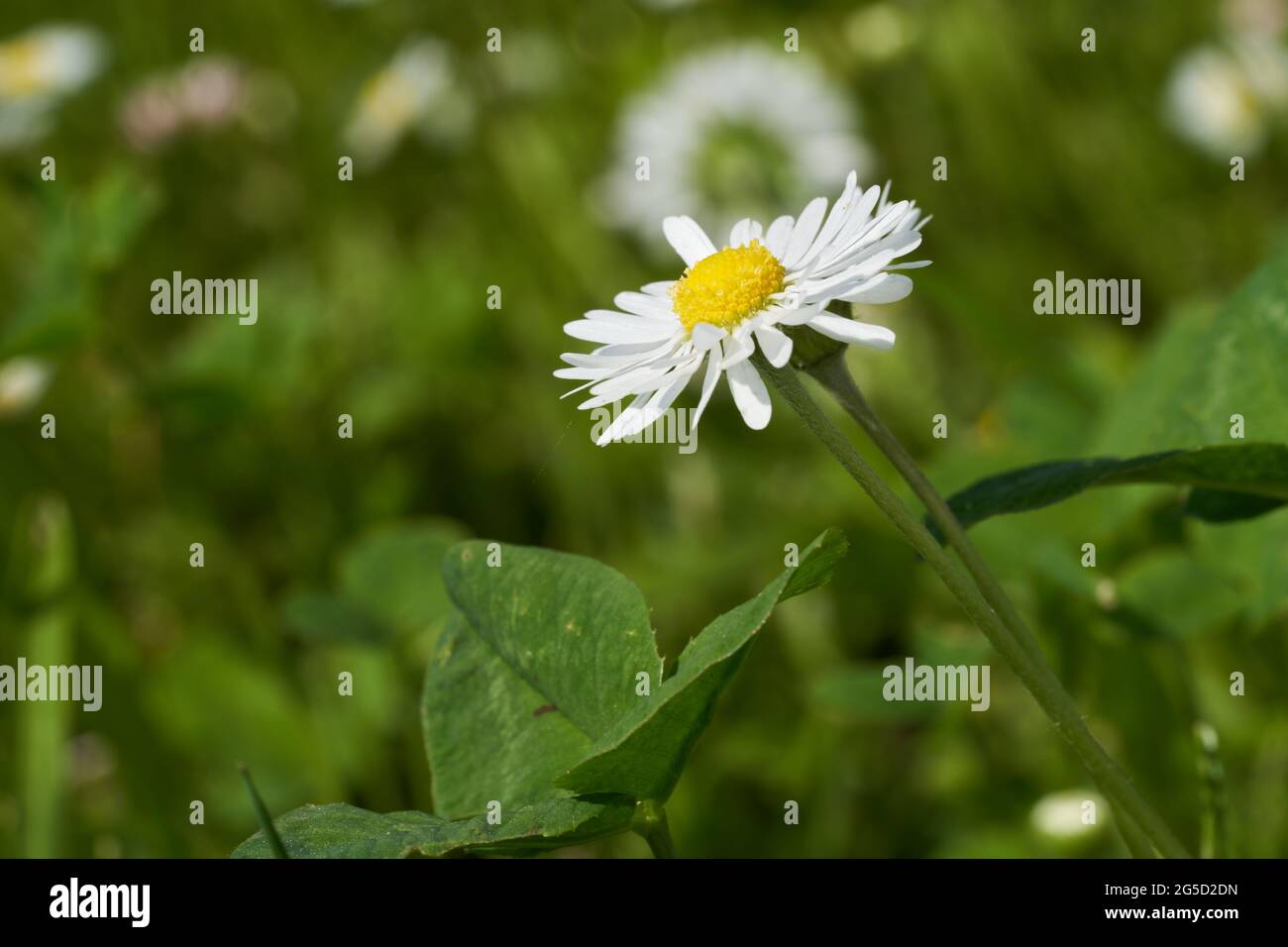 Fiori selvatici Bellis perennis in giardino. Noto come daisy comune, daisy prato o margherita inglese. Fiore bianco con disco giallo che cresce in erba. Foto Stock