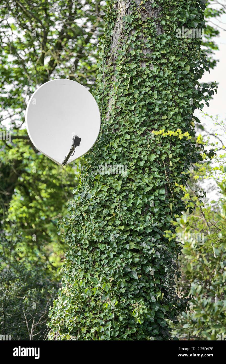Bella vista luminosa di antenna TV satellitare antenna su albero con edera (Hedera Helix) pianta aggrappata e arrampicata sul tronco in Ballawley Park, Dublino Foto Stock