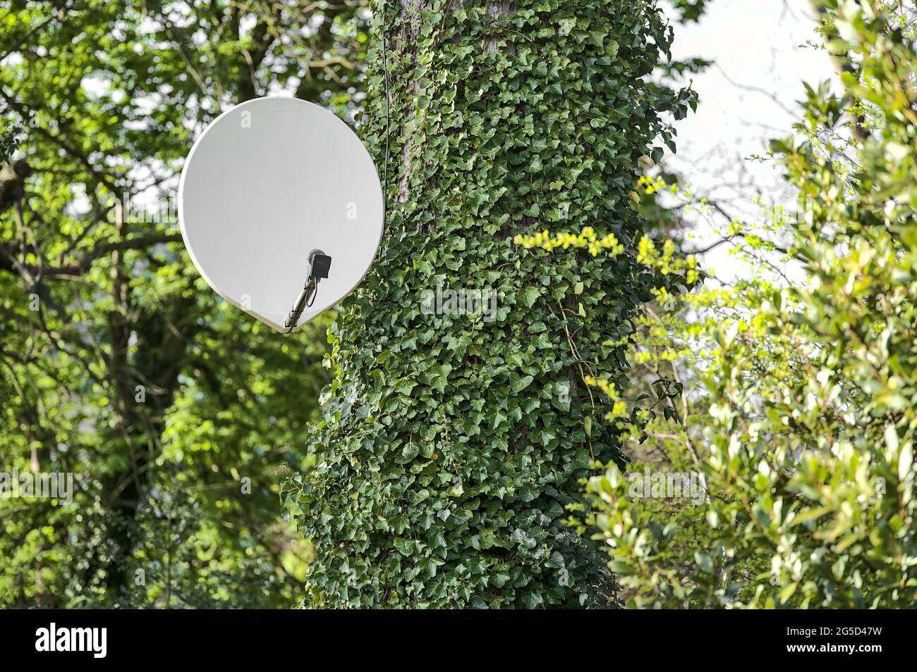 Bella vista luminosa di antenna TV satellitare antenna su albero con edera (Hedera Helix) pianta aggrappata e arrampicata sul tronco in Ballawley Park, Dublino Foto Stock