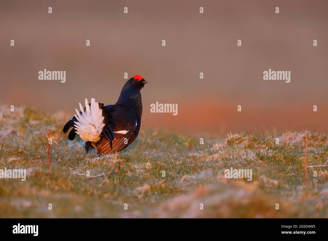 Un maschio nero Grouse (cazzo nero, Lyurus tetrix) ad un primo mattino lek in primavera nel nord dell'Inghilterra Foto Stock