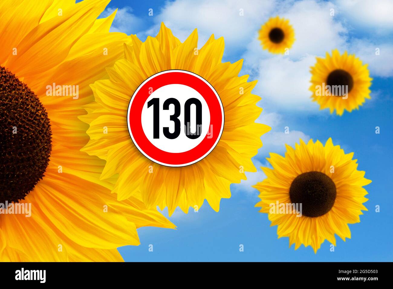Girasoli e segnale del traffico limite di velocità 130 Foto Stock