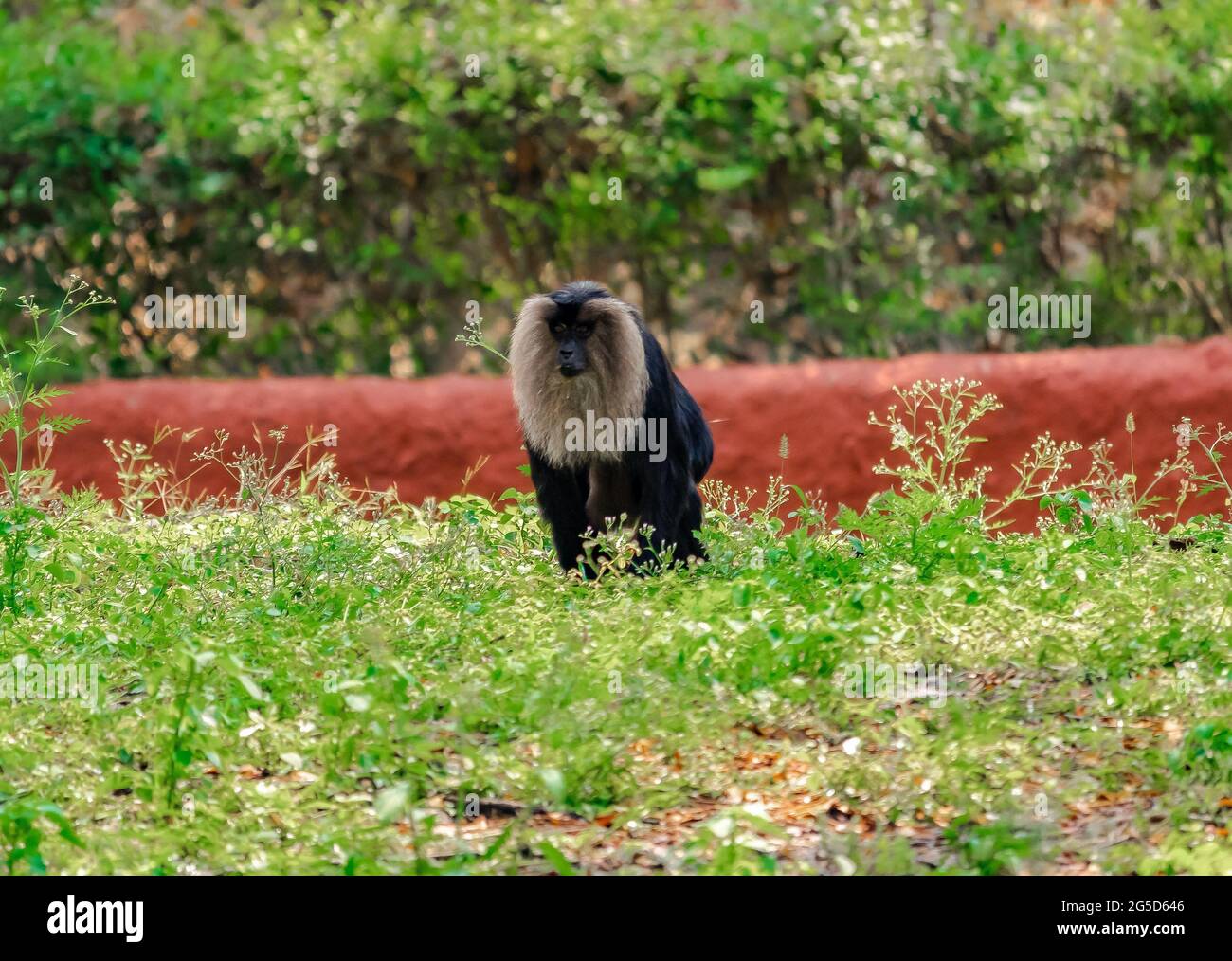 Scimmia allo Zoo di Ape Foto Stock