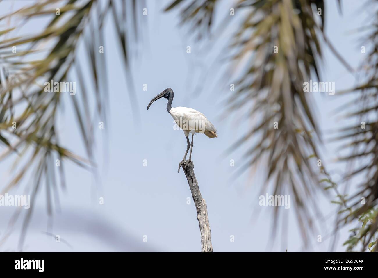 Seduta di uccello sul ramo di albero Foto Stock