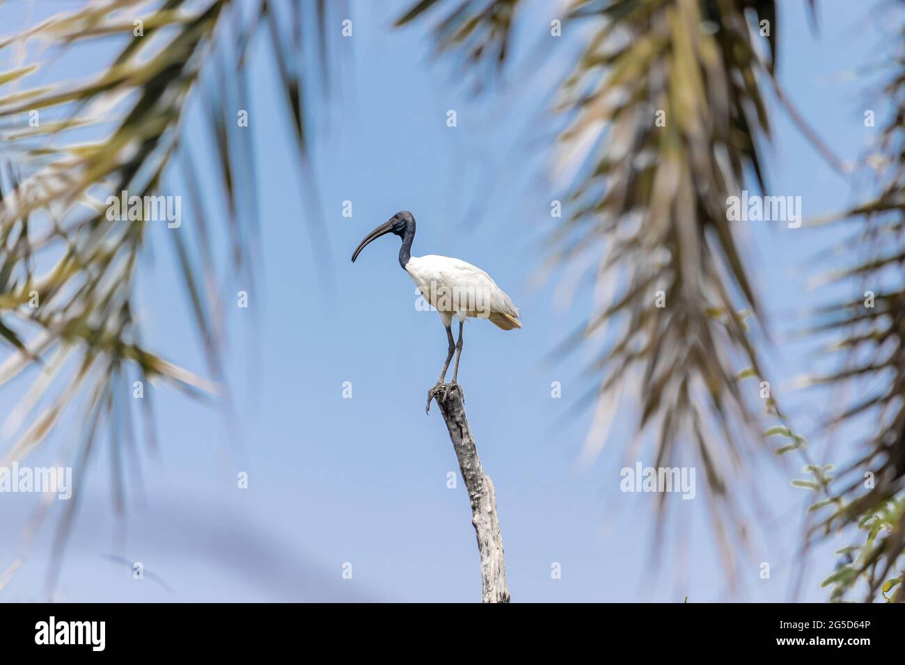 Seduta di uccello sul ramo di albero Foto Stock