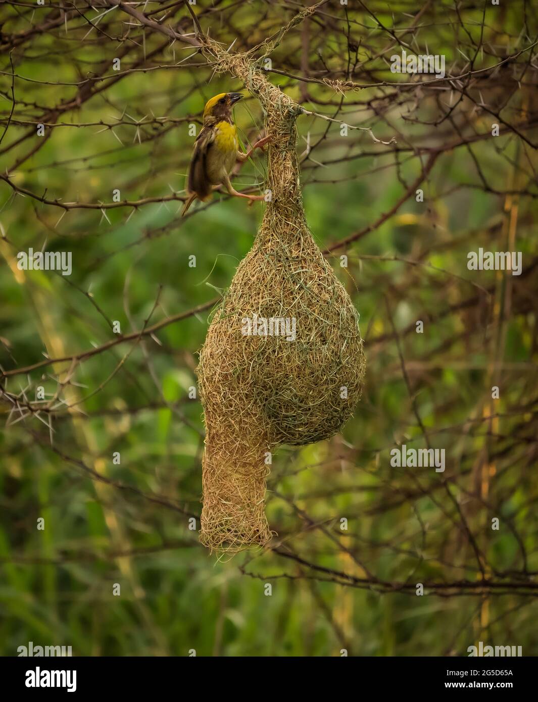 Weaver Bird seduto sul nido Foto Stock