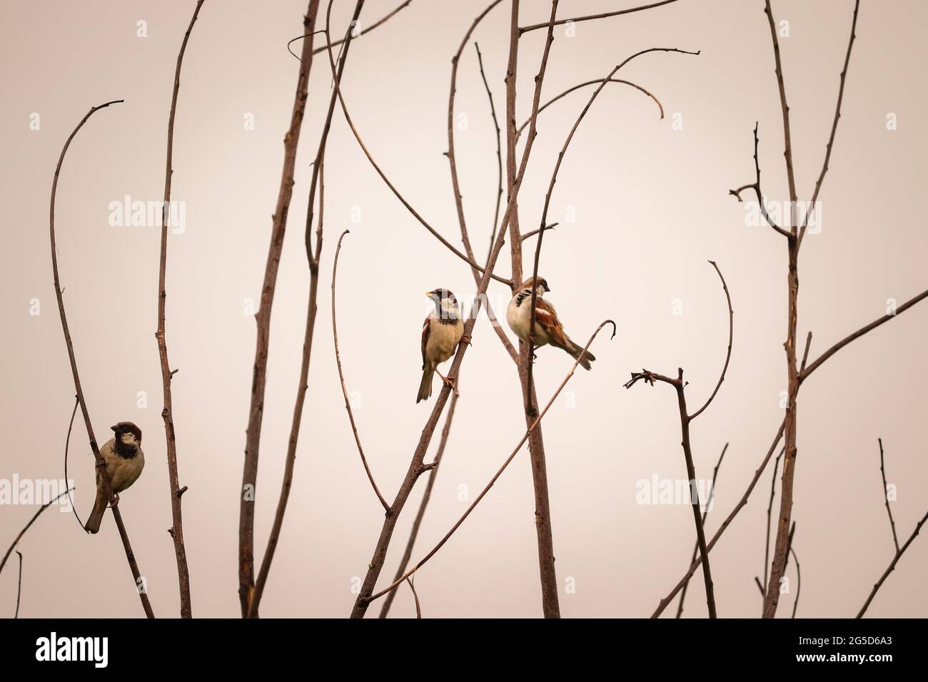 Uccello seduto sull'albero Foto Stock