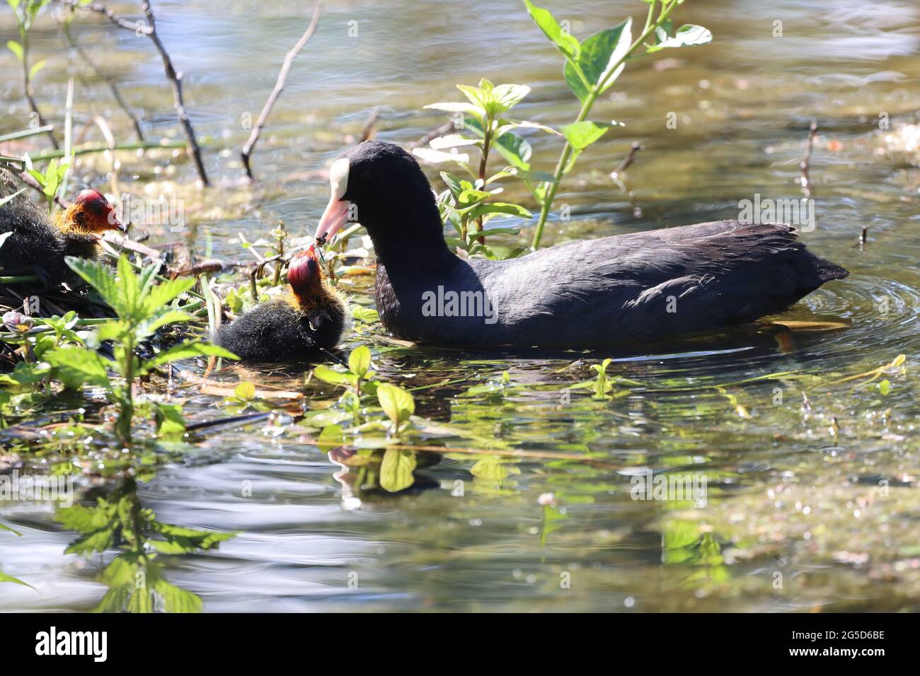 Adult Coot in a Pond Feeding ITS Chicks, riserva naturale di Low Barns, County Durham, Inghilterra, Regno Unito. Foto Stock