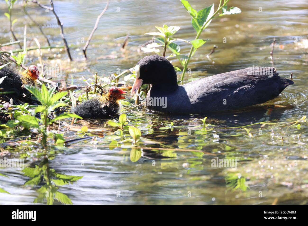 Adult Coot in a Pond Feeding ITS Chicks, riserva naturale di Low Barns, County Durham, Inghilterra, Regno Unito. Foto Stock