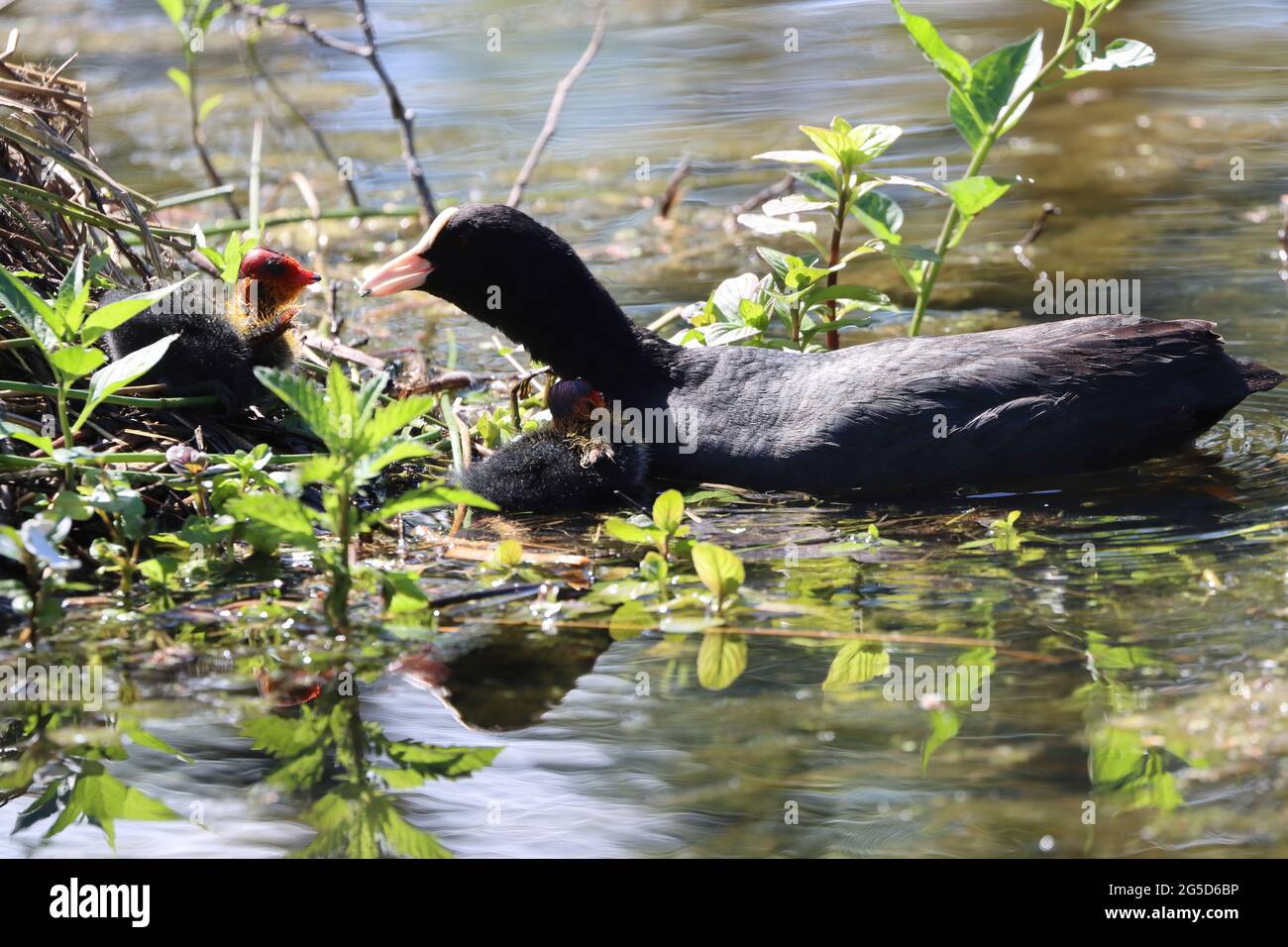 Adult Coot in a Pond Feeding ITS Chick, riserva naturale di Low Barns, County Durham, Inghilterra, Regno Unito. Foto Stock