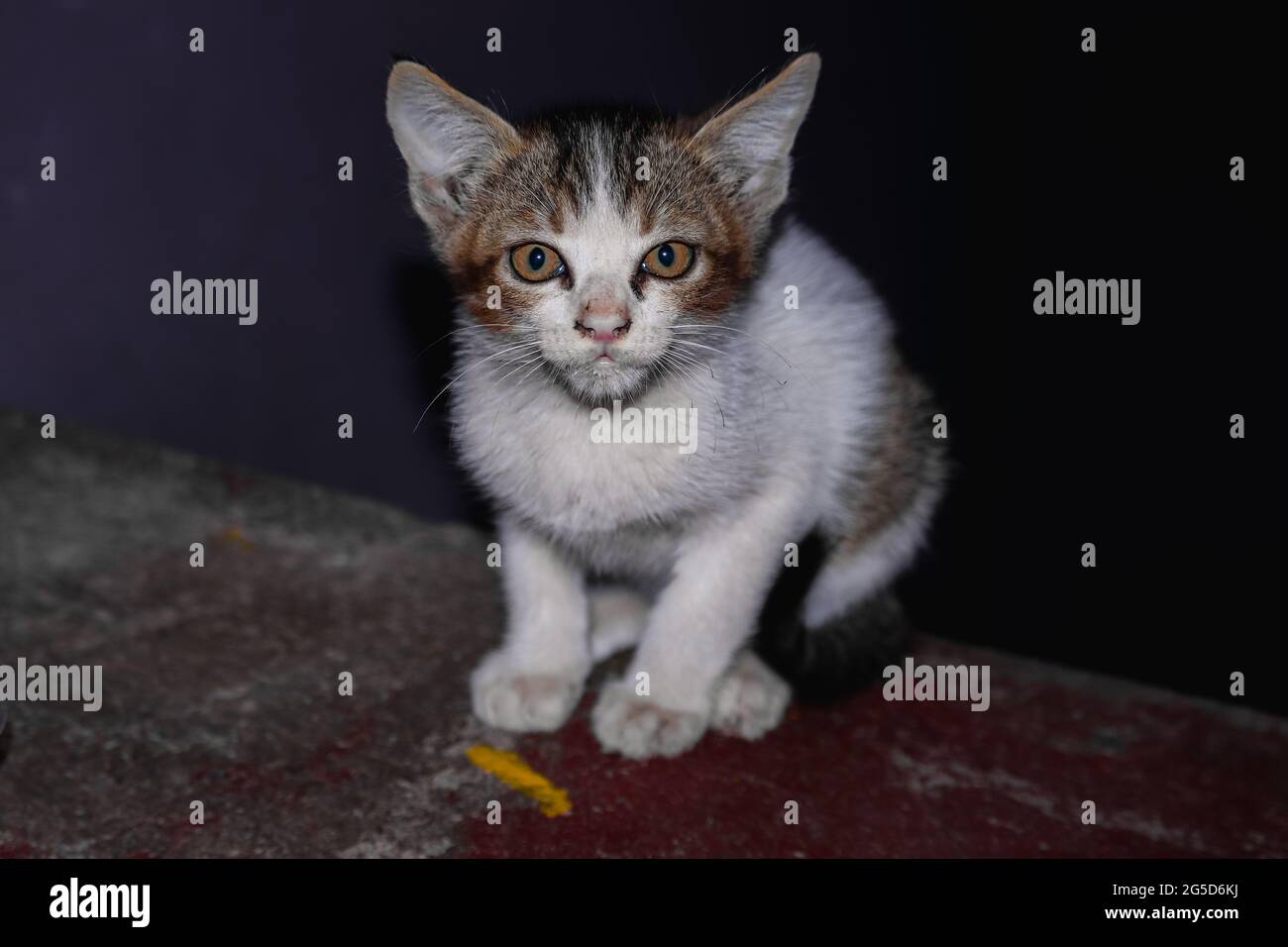 Gatto a casa, amante dei gatti Foto Stock