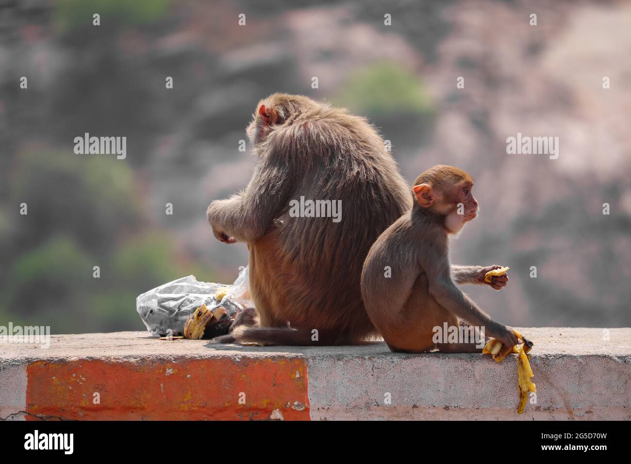 Scimmia madre e bambino, seduta a muro, mangiando banana Foto Stock