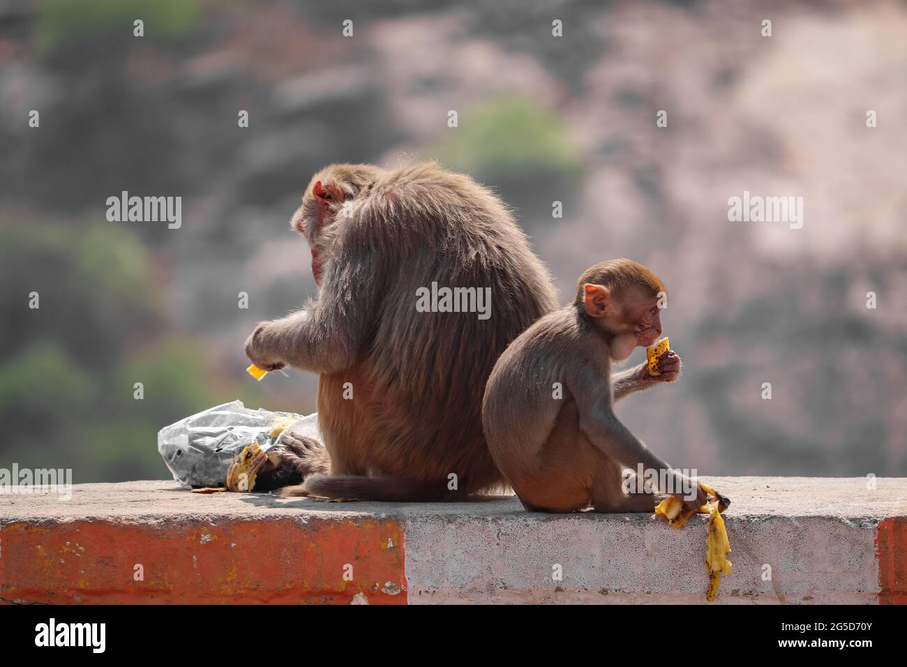 Scimmia madre e bambino, seduta a muro, mangiando banana Foto Stock
